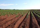 Foncier agricole: Plus de 4 millions d’hectares attribués