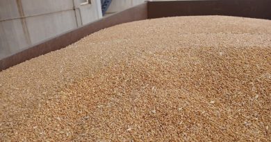 Céréales: L&rsquo;USDA révise ses prévisions pour l&rsquo;Algérie