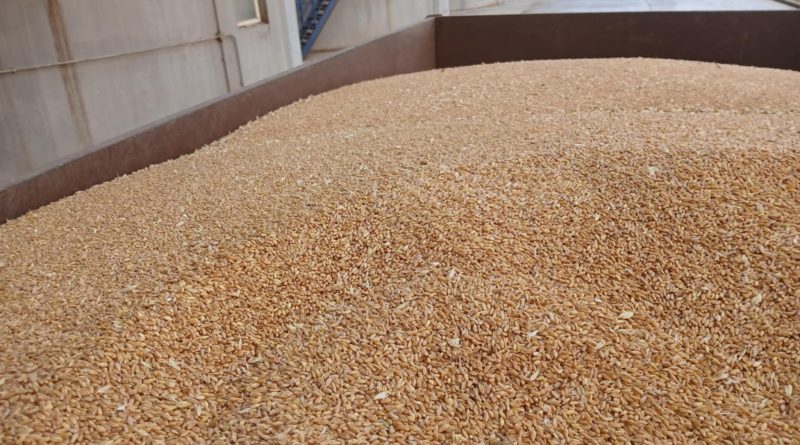 Céréales: L&rsquo;USDA révise ses prévisions pour l&rsquo;Algérie