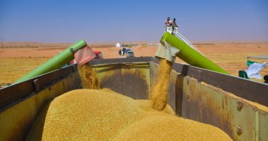 Blé dur: L&rsquo;autosuffisance attendue durant la saison agricole en cours