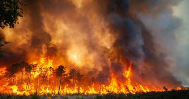 Feux de forêt en Italie : 70.000 hectares ravagés par les incendies