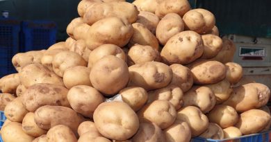 El-Oued: Prévision de production de 3,8 millions de quintaux de pomme de terre saisonnière