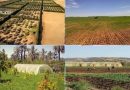 Reconversion des fermes pilotes: Un atout pour notre sécurité alimentaire
