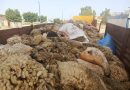 Aïd El-Adha 2026/ Collecte des peaux de moutons sacrifiés: Le ministère de l&rsquo;Industrie lance une campagne