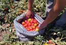 Filière tomate: Des mesures pour soutenir les professionnels