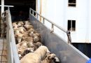 Importation des moutons pour l’Aïd El-Adha: Le ministère passe à la vitesse supérieure