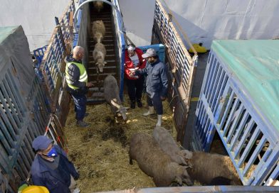 Port d&rsquo;Alger: Arrivée d&rsquo;une nouvelle cargaison de moutons importés en prévision de l&rsquo;Aïd El-Adha
