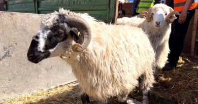 Importation d’un million de moutons pour l’Aïd : D’importants moyens mobilisés par l’État