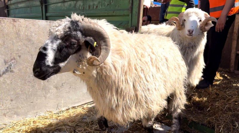 Importation d’un million de moutons pour l’Aïd : D’importants moyens mobilisés par l’État