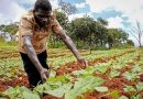 Développement agricole: Le Niger veut s’inspirer du modèle algérien