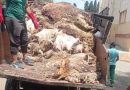 Récupération et valorisation des peaux de moutons: Une nouvelle vision pour relancer la filière cuir