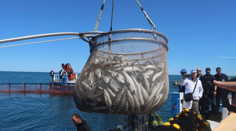 Production halieutique: L’Algérie vise 20 000 tonnes d’ici 2027