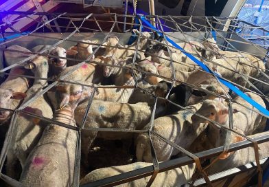 Arrivée d’un lot de moutons importés de Hongrie à l’aéroport de Constantine