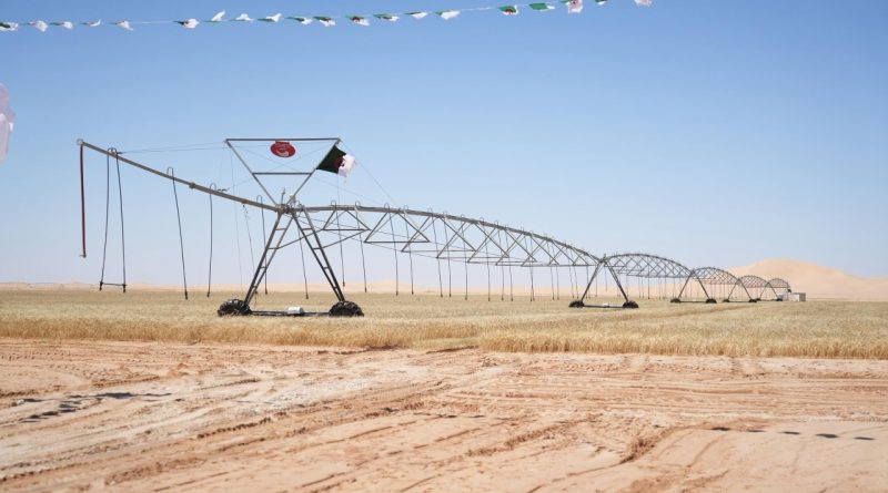 Plus de 80 000 ha seront mis à la disposition des investisseurs: L’agriculture saharienne en pleine expansion