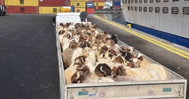 Aïd El-Adha: Le nombre de moutons importés a atteint un million de têtes
