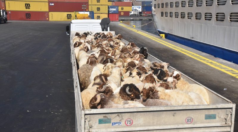 Aïd El-Adha: Le nombre de moutons importés a atteint un million de têtes
