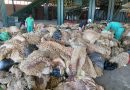 Collecte des peaux de moutons: La campagne nationale couronnée de «succès»