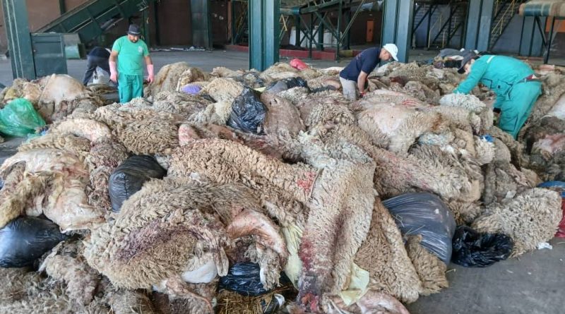 Collecte des peaux de moutons: La campagne nationale couronnée de «succès»