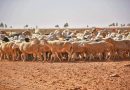 Production animale : Pour un modèle d’élevage performant et durable