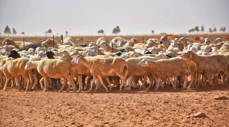 Production animale : Pour un modèle d’élevage performant et durable